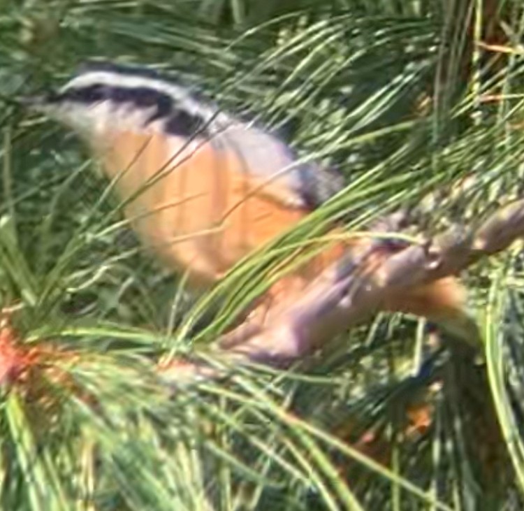 Red-breasted Nuthatch - ML622507172