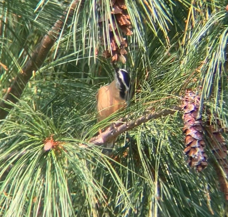 Red-breasted Nuthatch - ML622507173