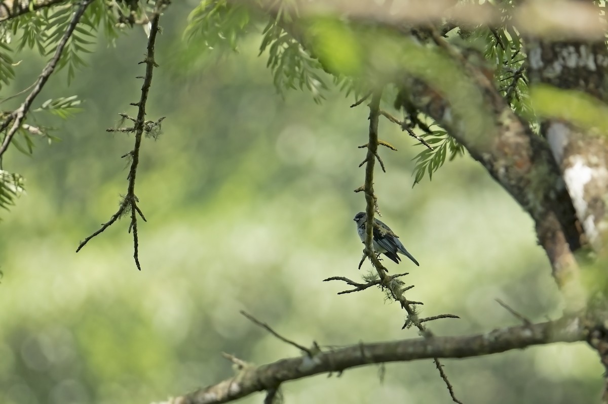 Azure-rumped Tanager - ML622507228