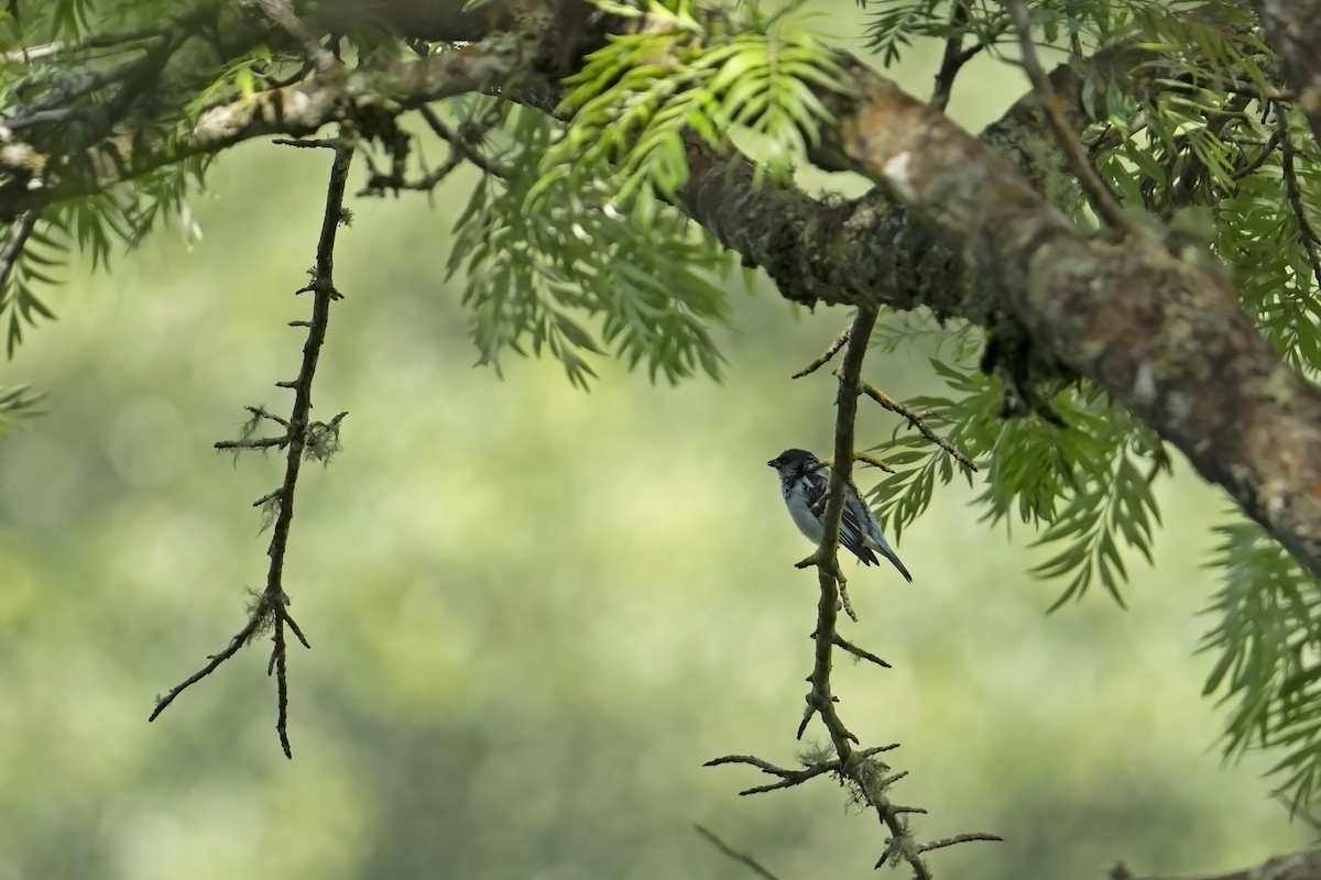 Azure-rumped Tanager - ML622507229