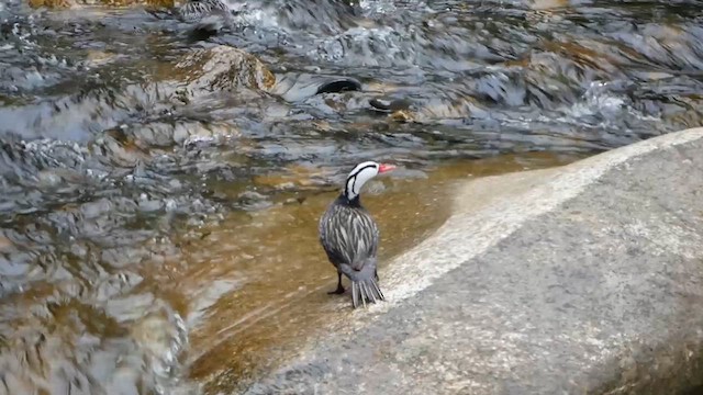 Torrent Duck - ML622507238