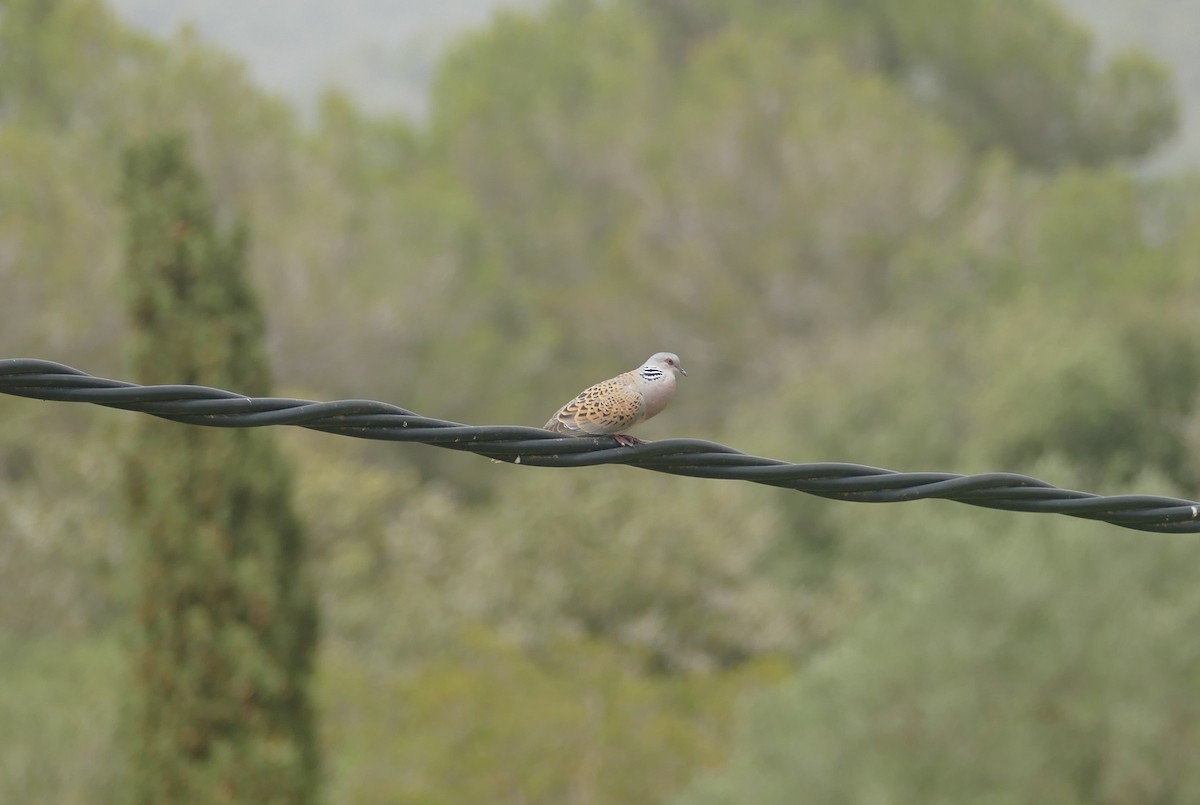 European Turtle-Dove - ML622507250