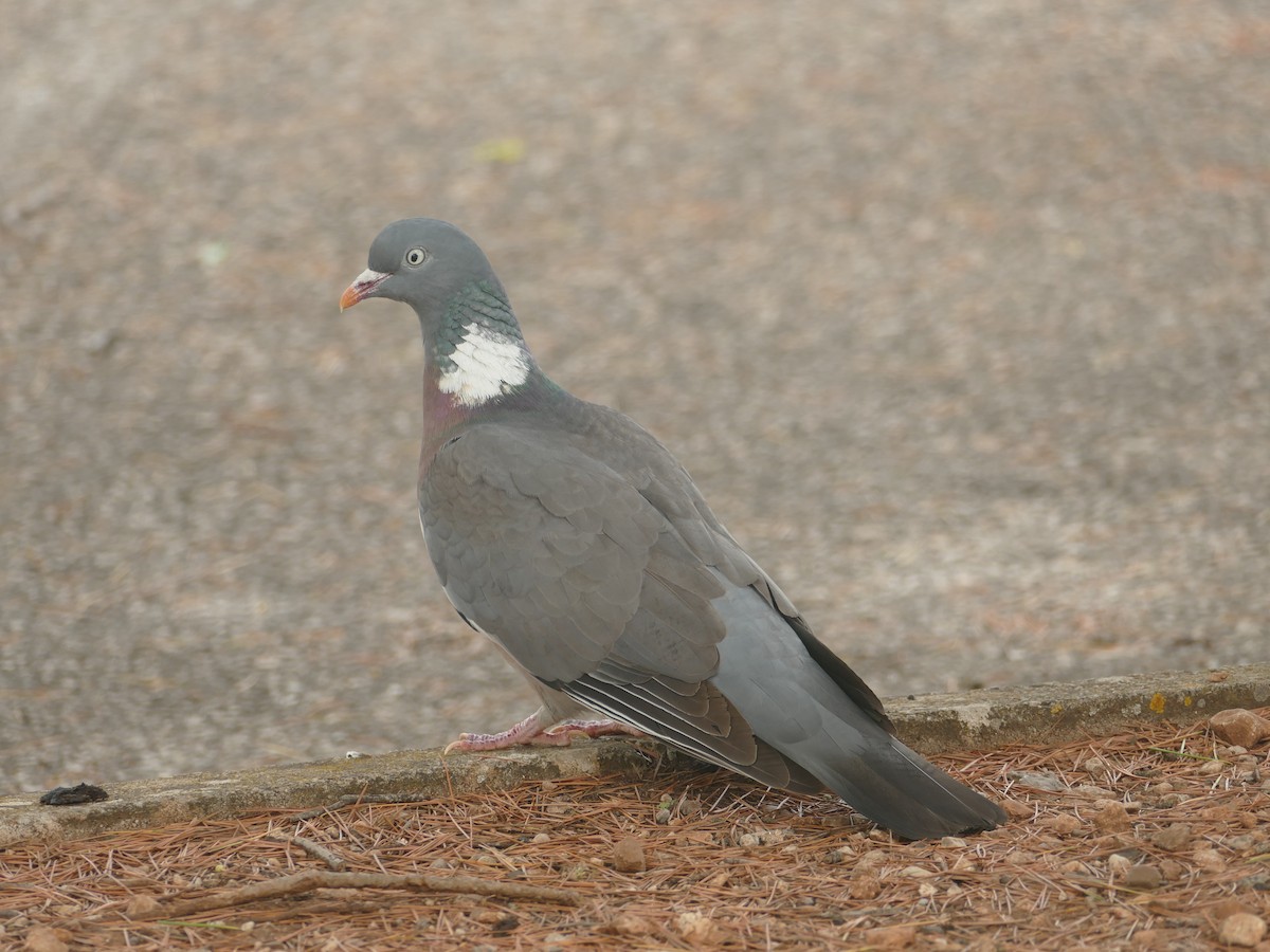 Common Wood-Pigeon - Robin Kretzschmar