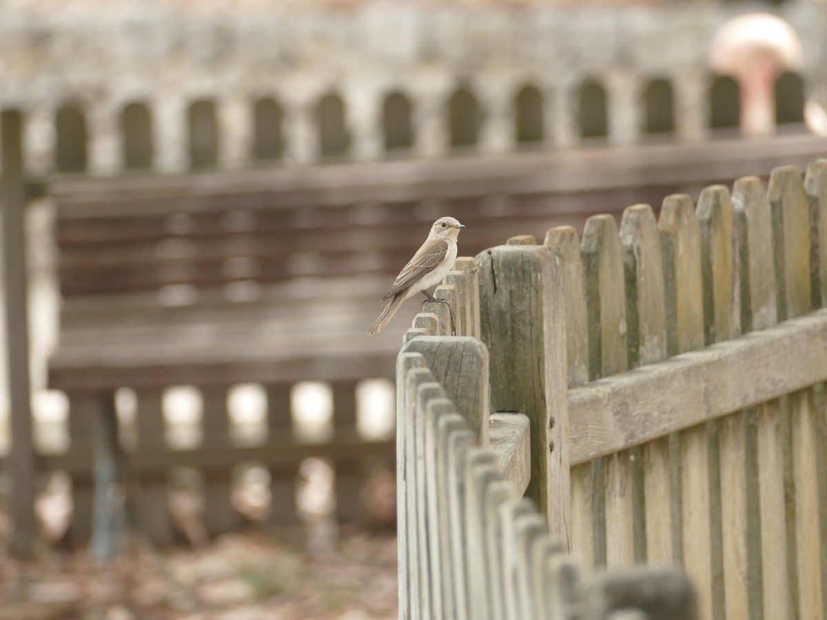 Spotted Flycatcher - ML622507266