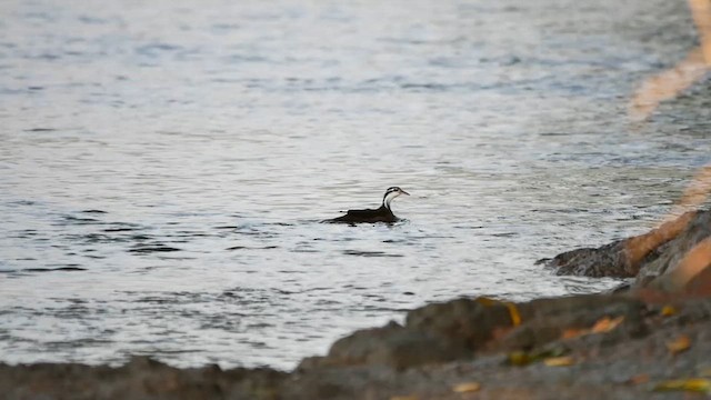 Sungrebe - ML622507268