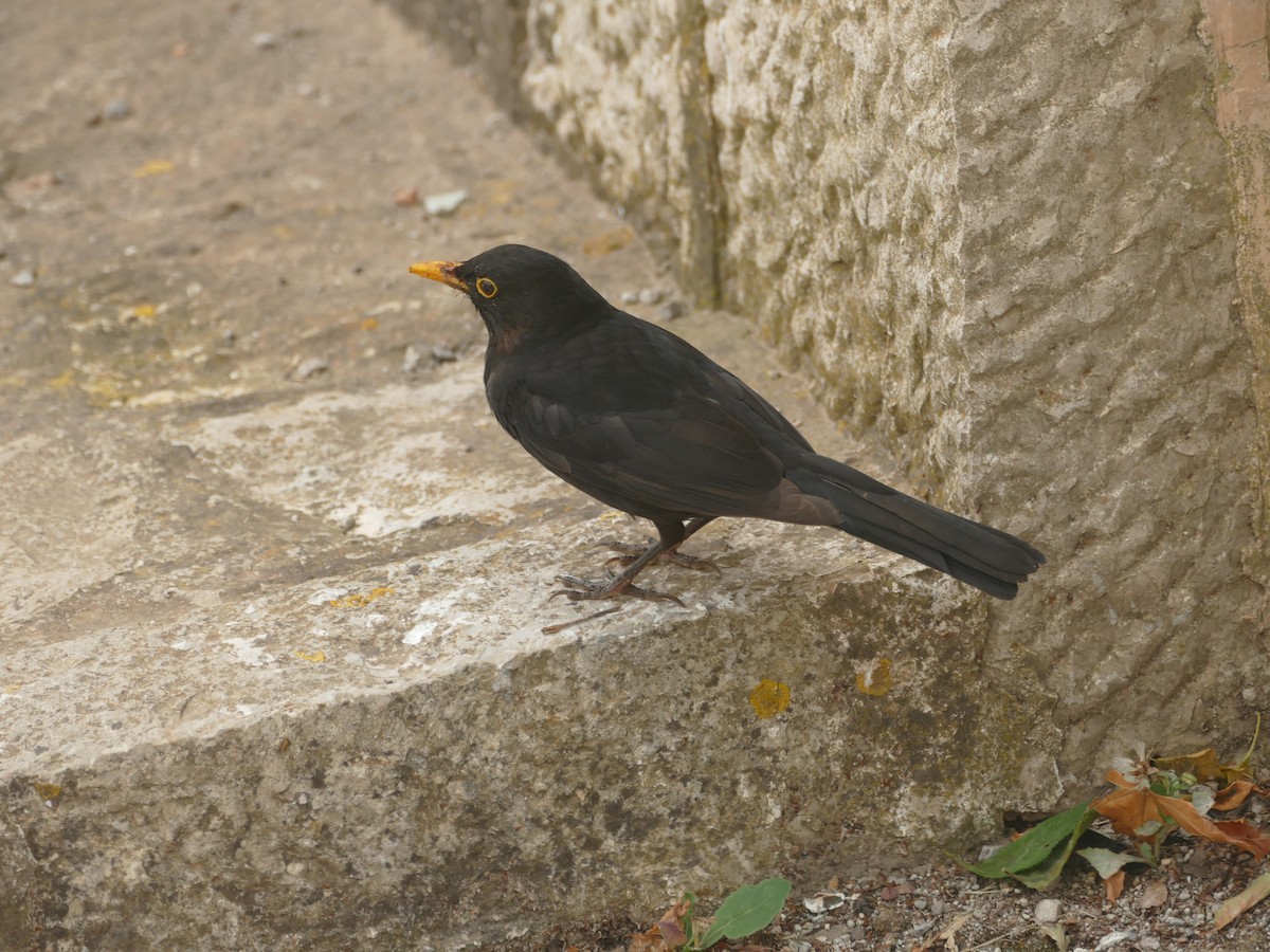 Eurasian Blackbird - ML622507269