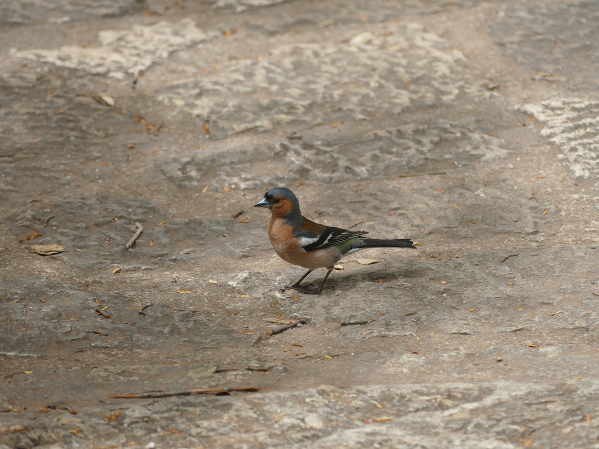 Common Chaffinch - ML622507274