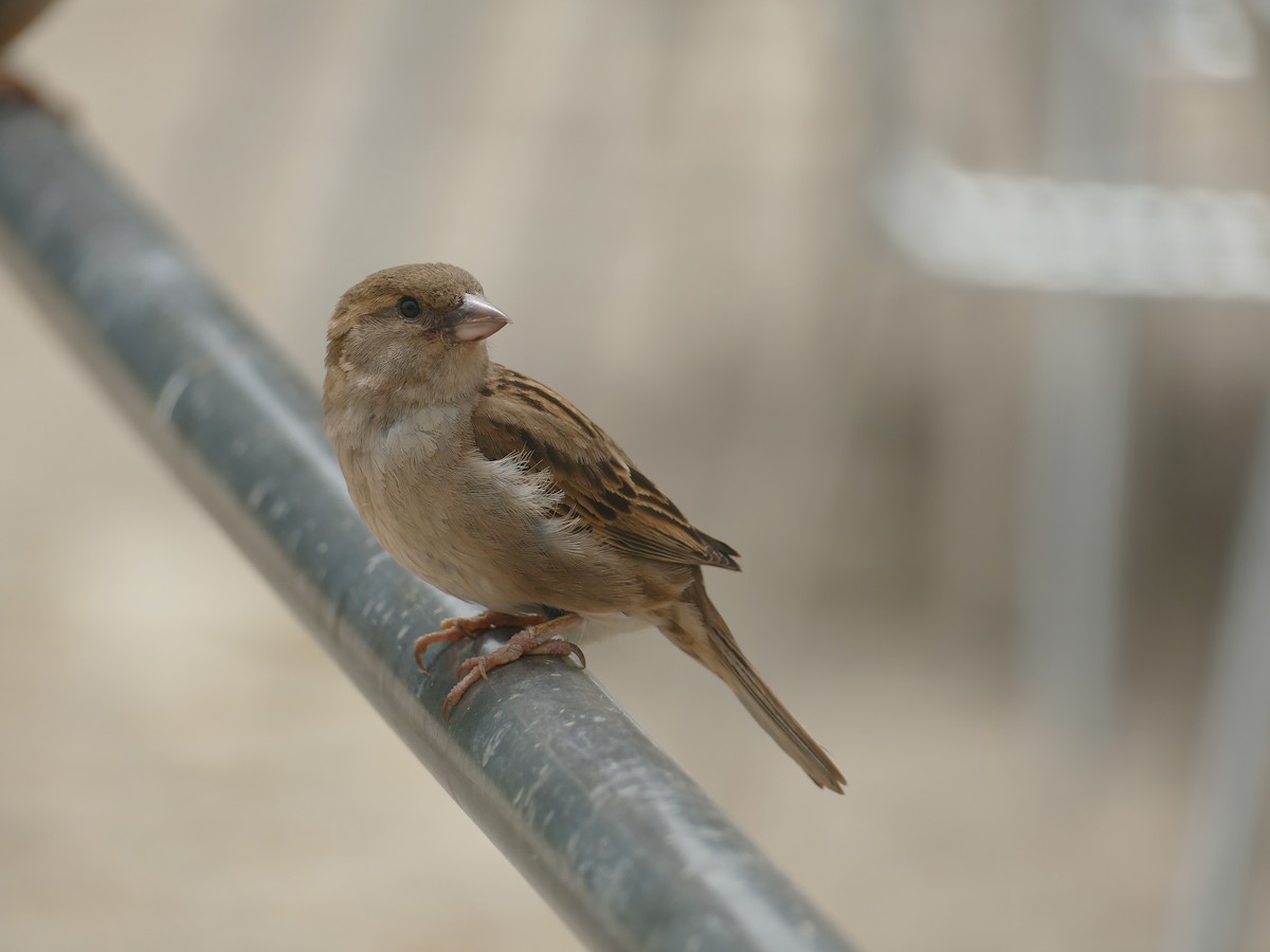 House Sparrow - ML622507310