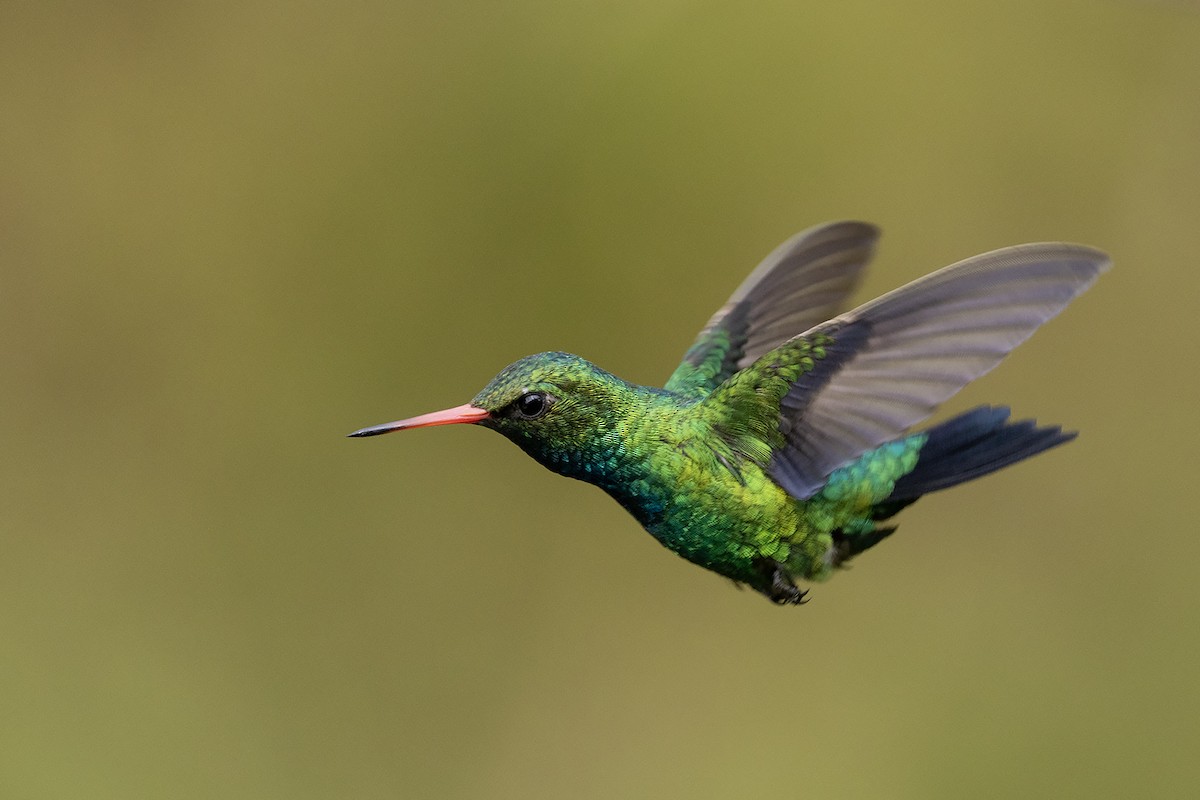 Glittering-bellied Emerald - ML622507334