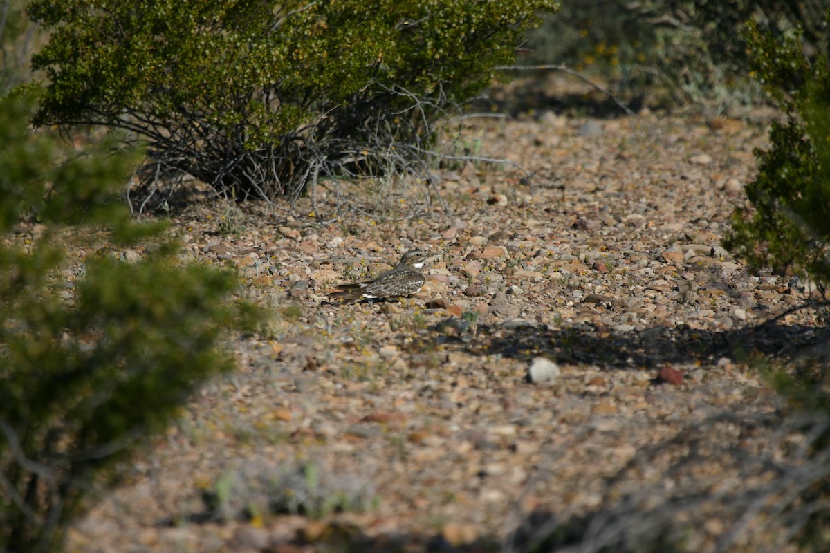 Lesser Nighthawk - Robert Tizard