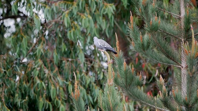 Spot-winged Pigeon - ML622507373