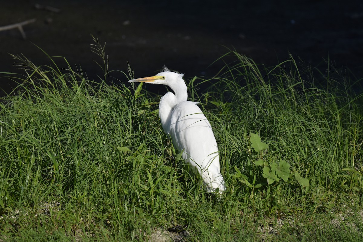 Great Egret - ML622507402