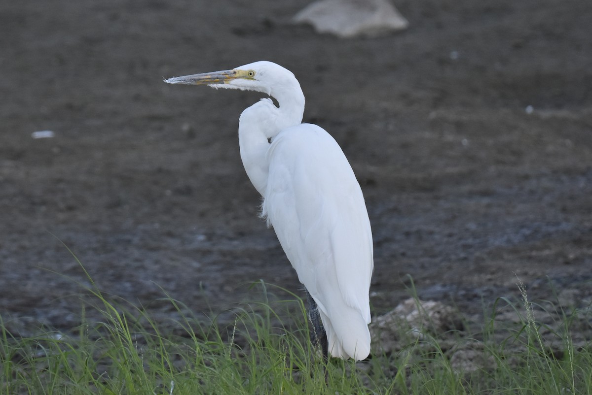 Great Egret - ML622507403