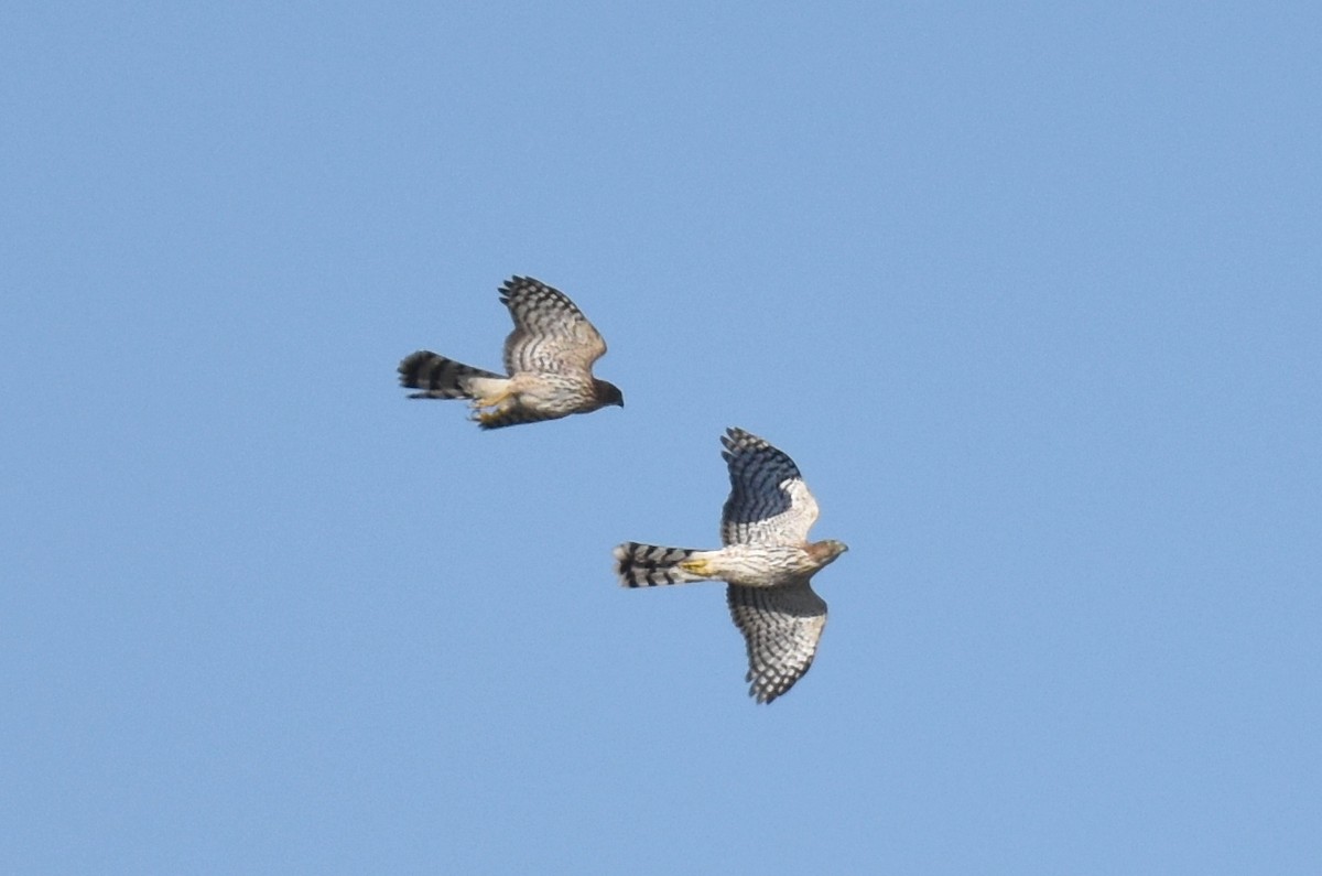 Cooper's Hawk - ML622507406