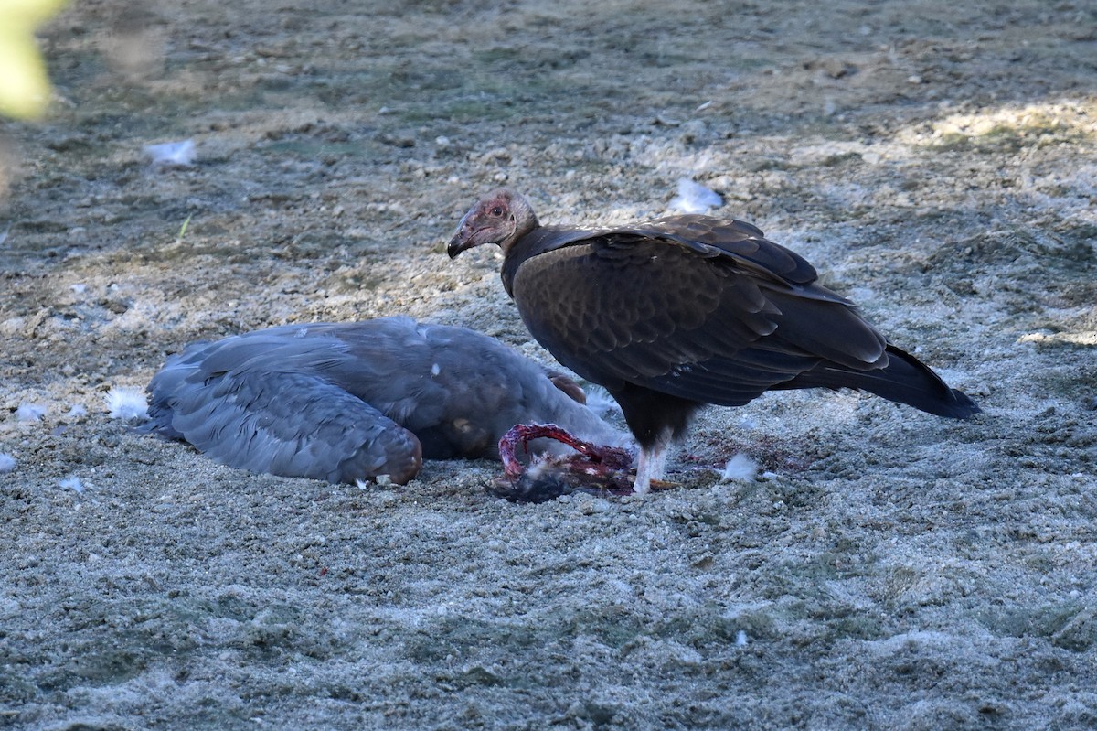 Turkey Vulture - ML622507411