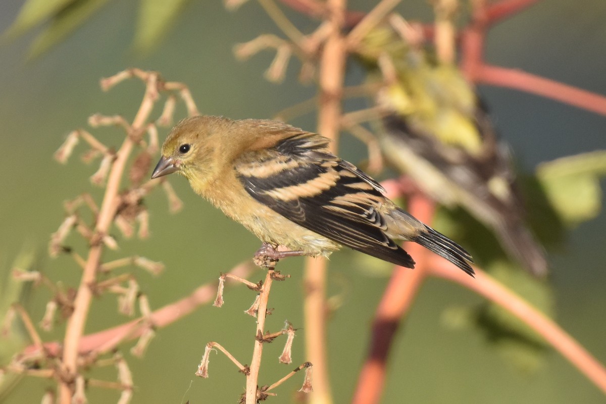 American Goldfinch - ML622507415