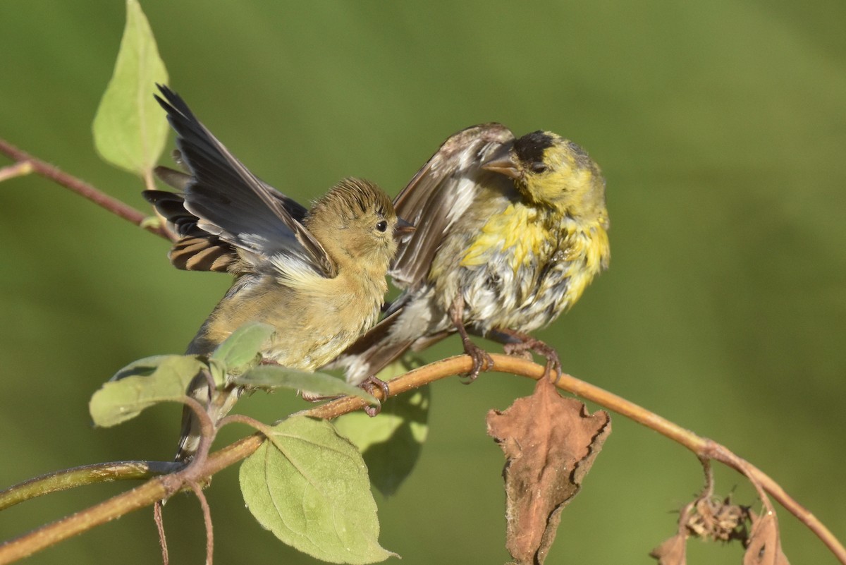 American Goldfinch - ML622507416