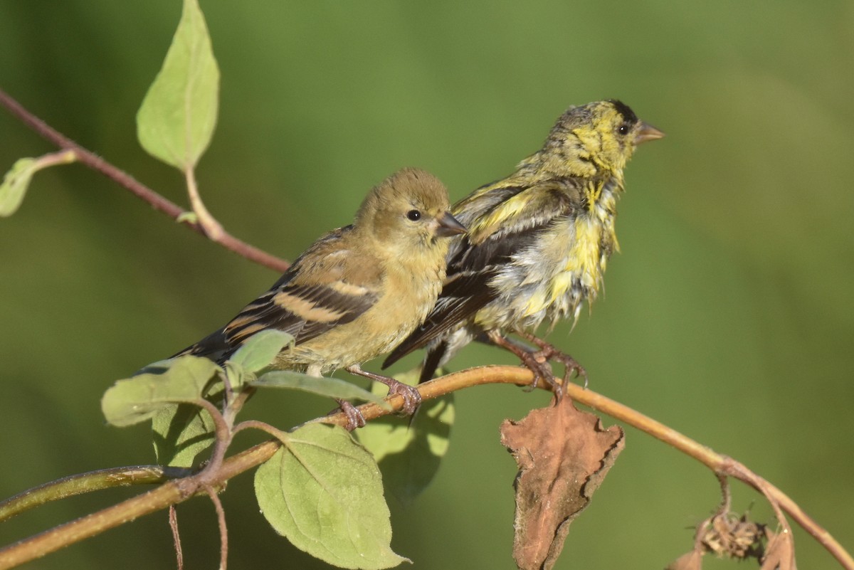 American Goldfinch - ML622507417