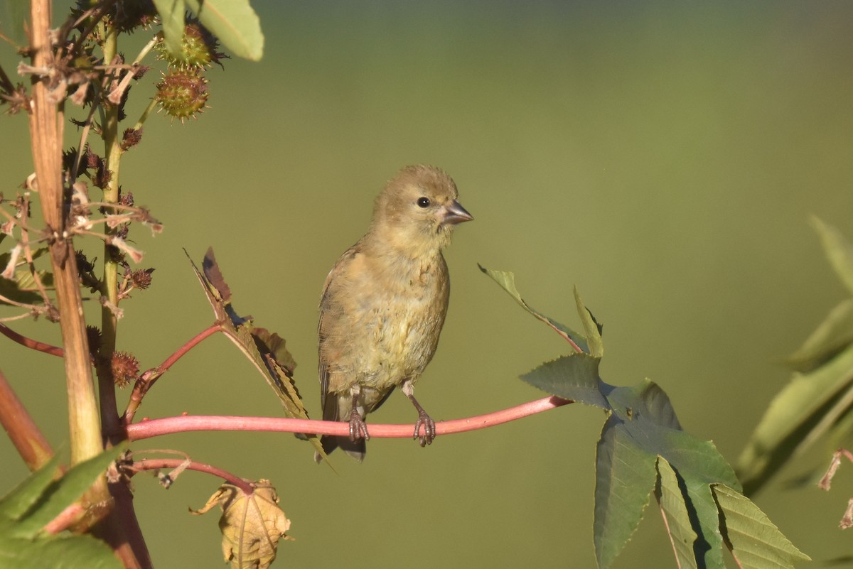 American Goldfinch - ML622507418