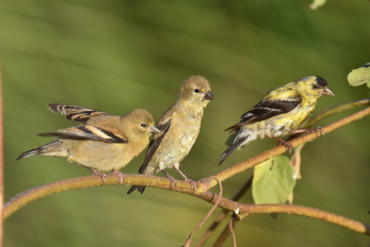 American Goldfinch - ML622507419