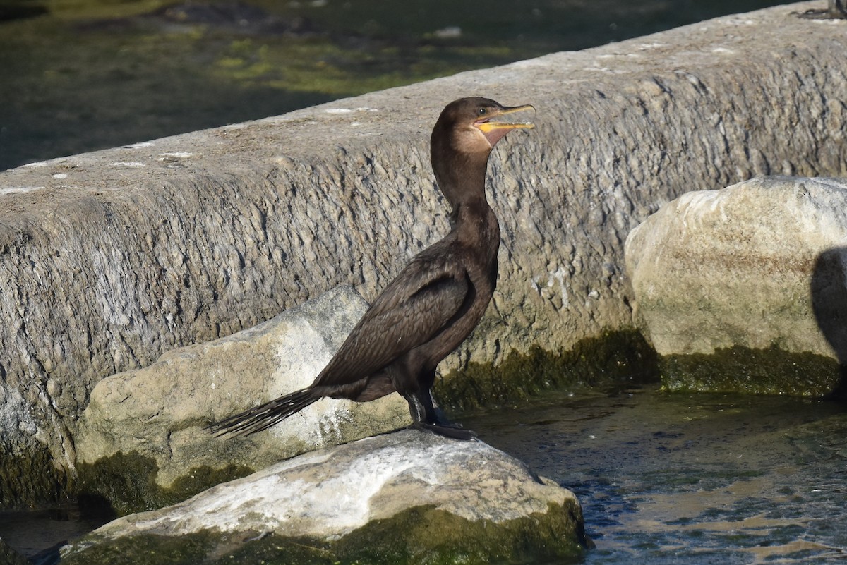 Neotropic Cormorant - ML622507438