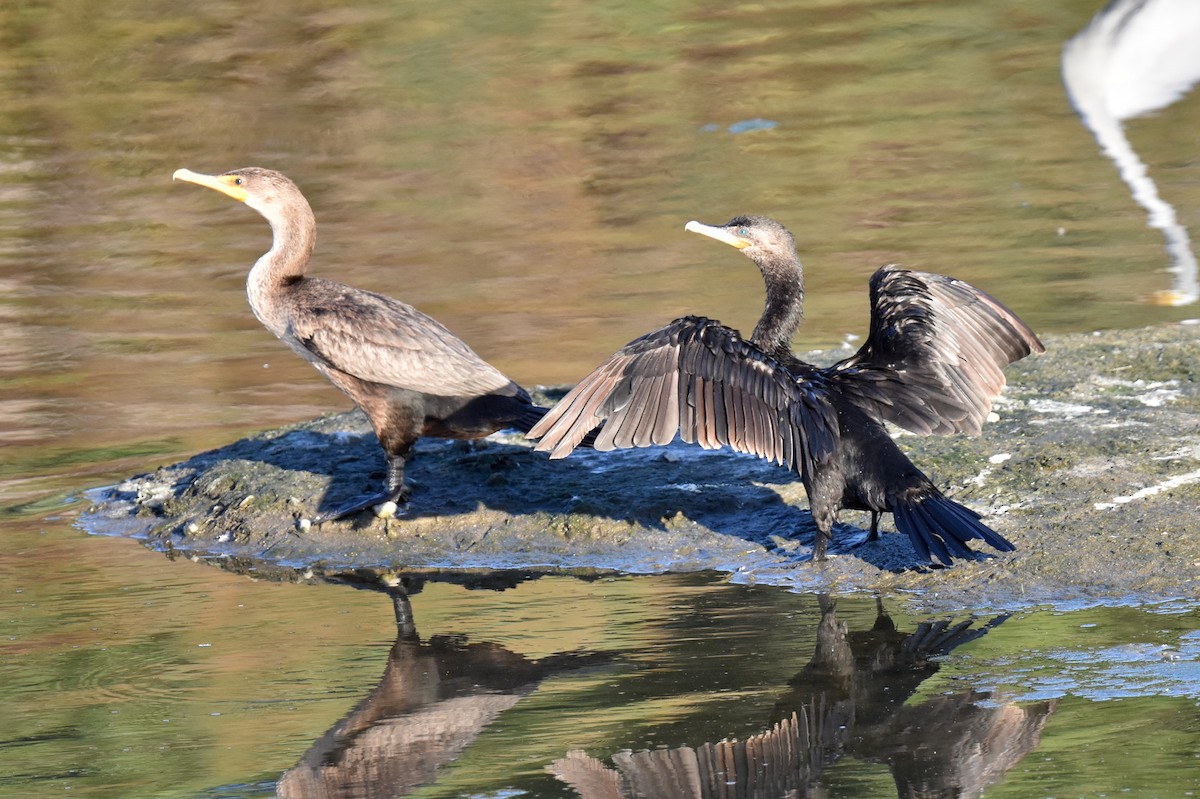 Neotropic Cormorant - ML622507440