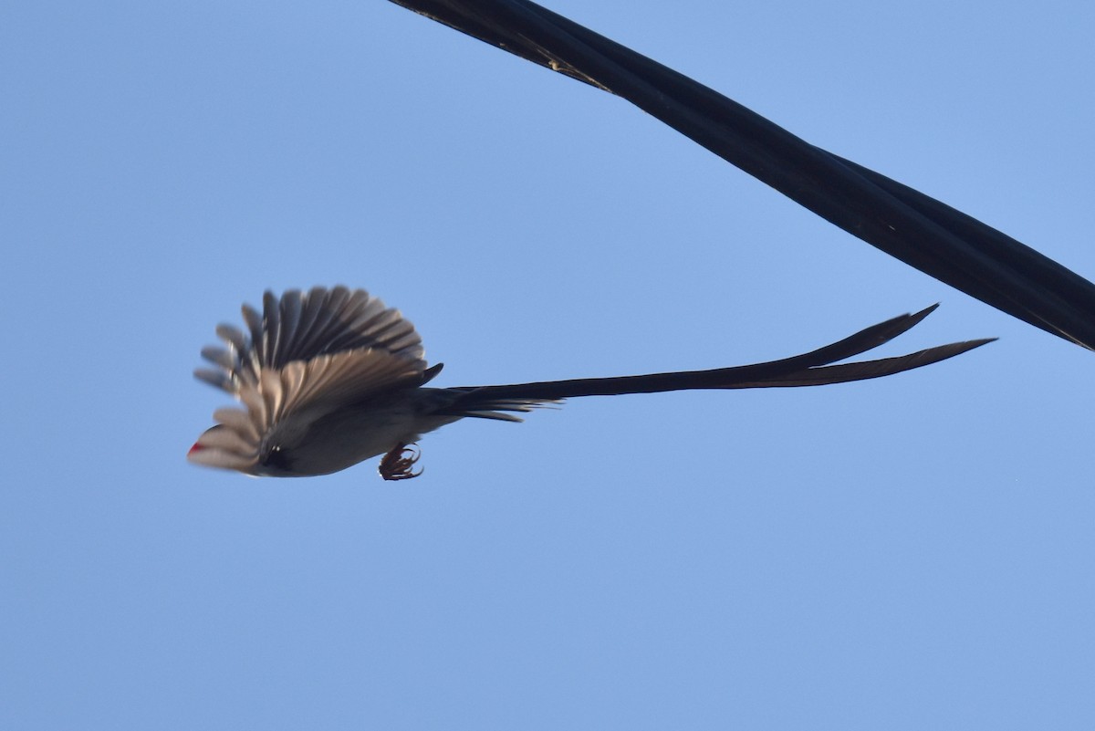 Pin-tailed Whydah - ML622507450