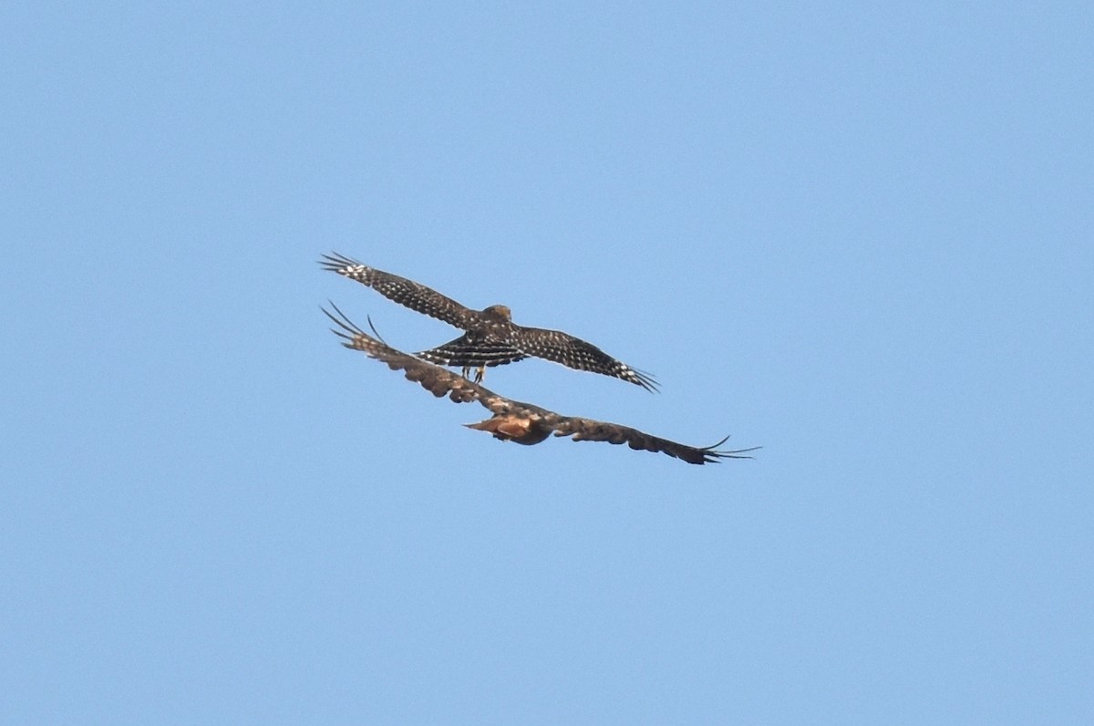 Red-shouldered Hawk - Naresh Satyan