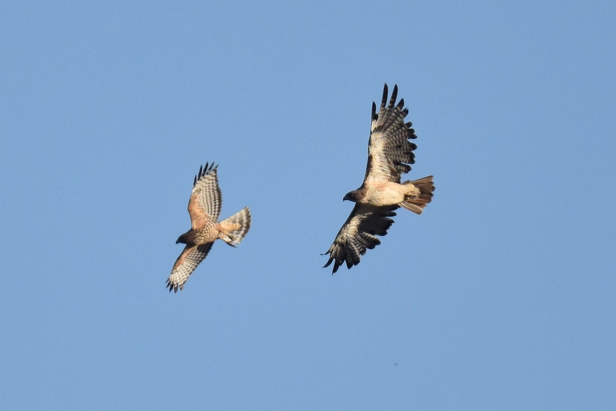 Red-shouldered Hawk - ML622507456