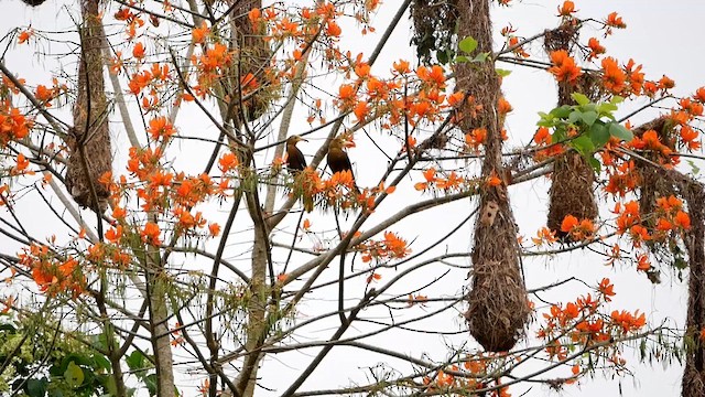 Russet-backed Oropendola - ML622507695