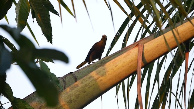 Russet-backed Oropendola - ML622507719