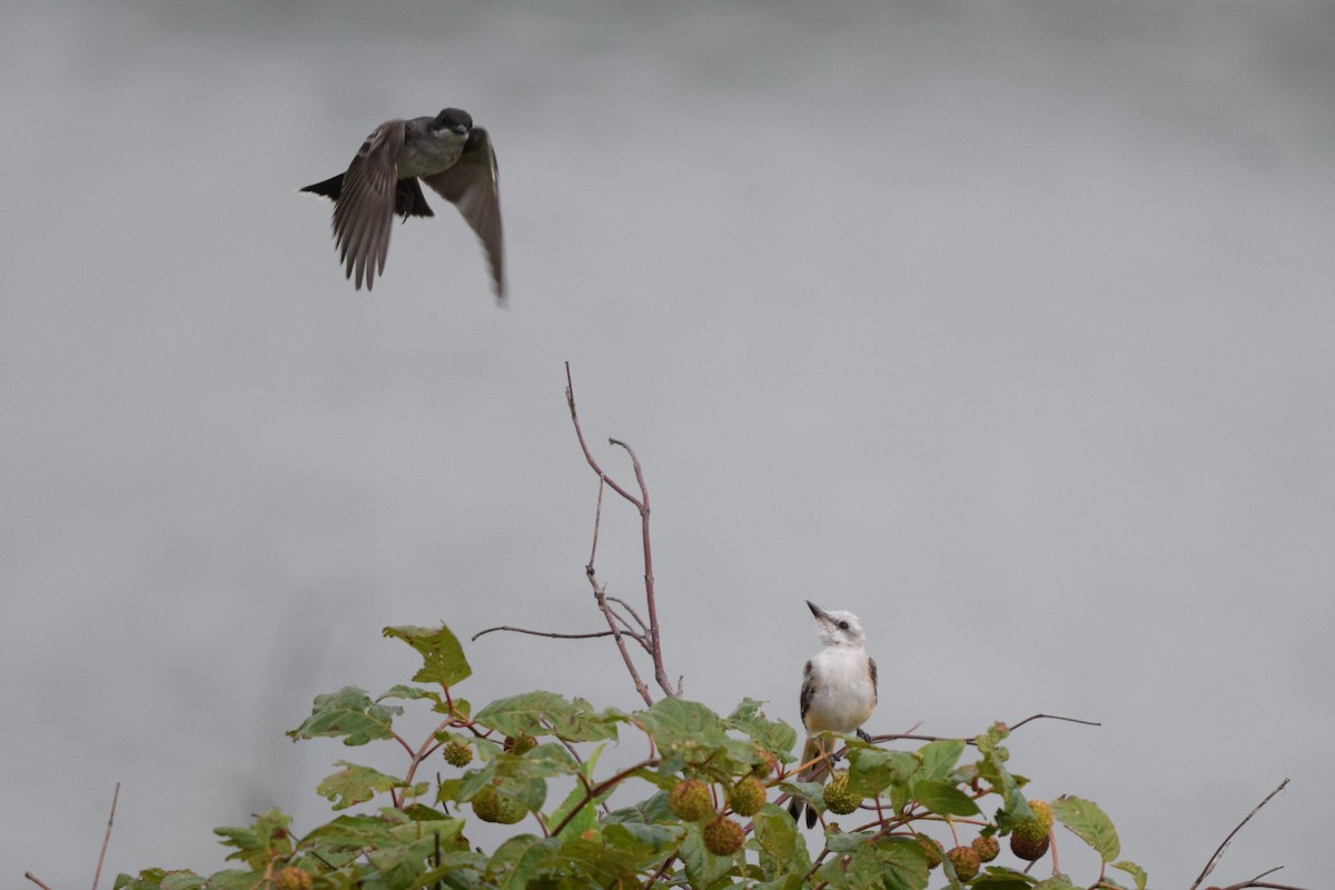 Scissor-tailed Flycatcher - ML622507806