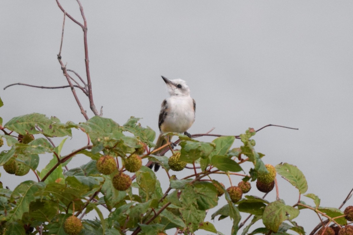 Scissor-tailed Flycatcher - ML622507807