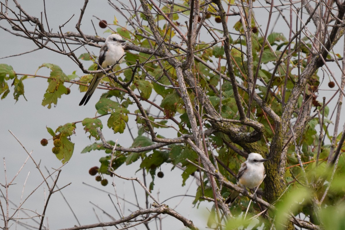 Scissor-tailed Flycatcher - ML622507808