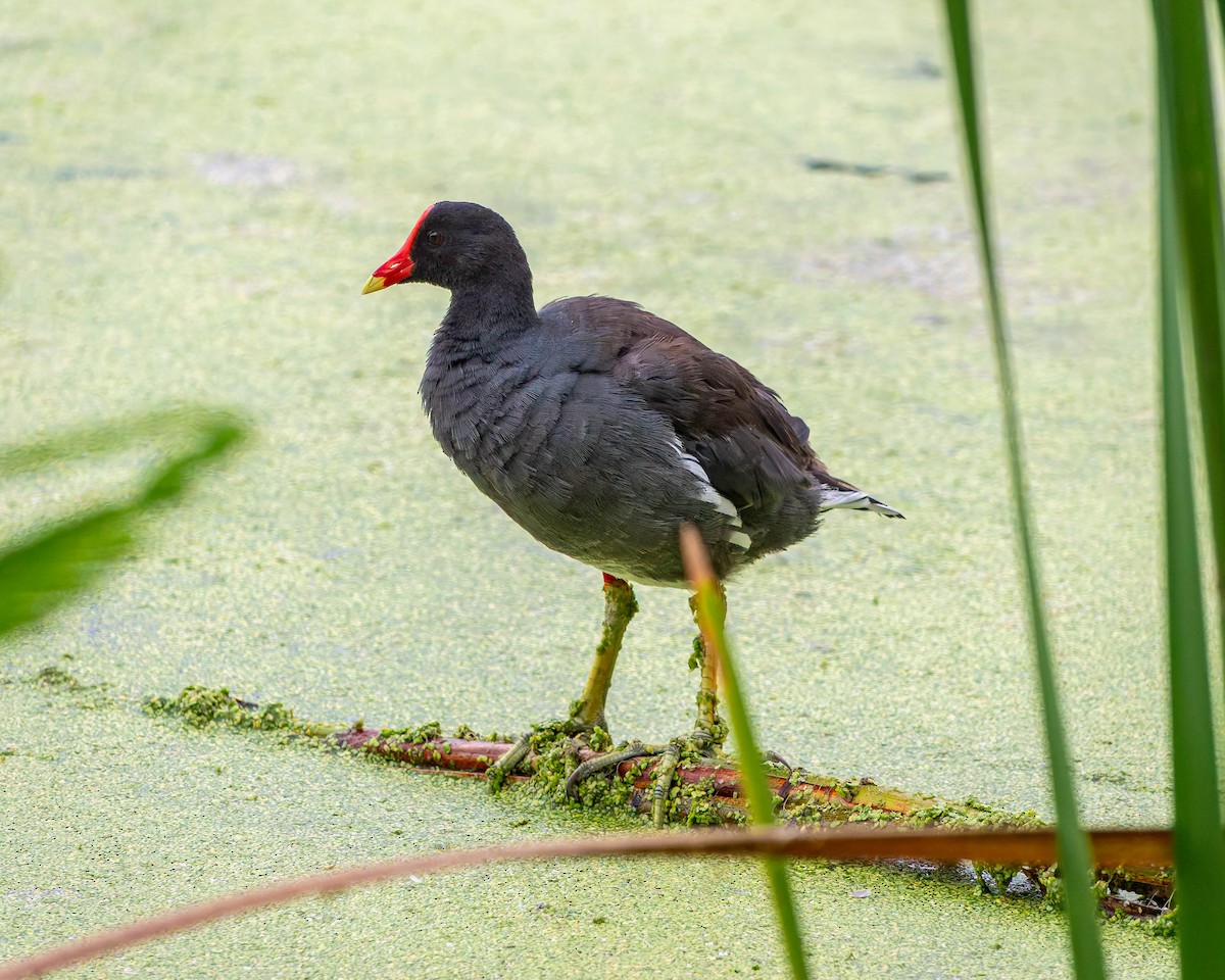 Gallinule d'Amérique - ML622507889