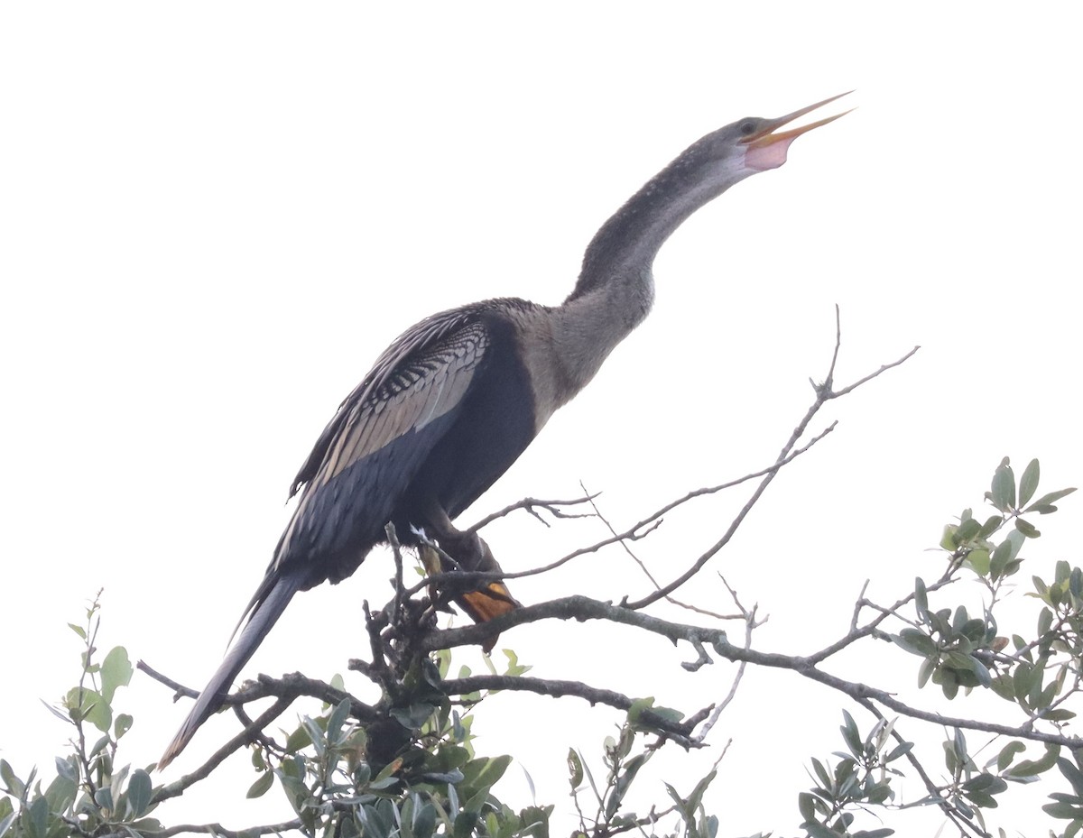 Anhinga - ML622507980