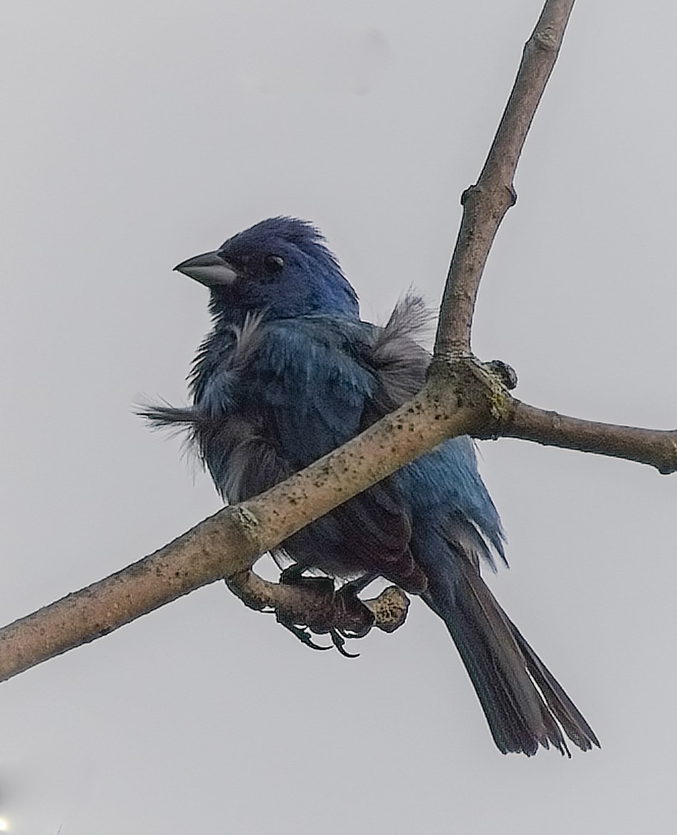 Indigo Bunting - Ashok Mashru