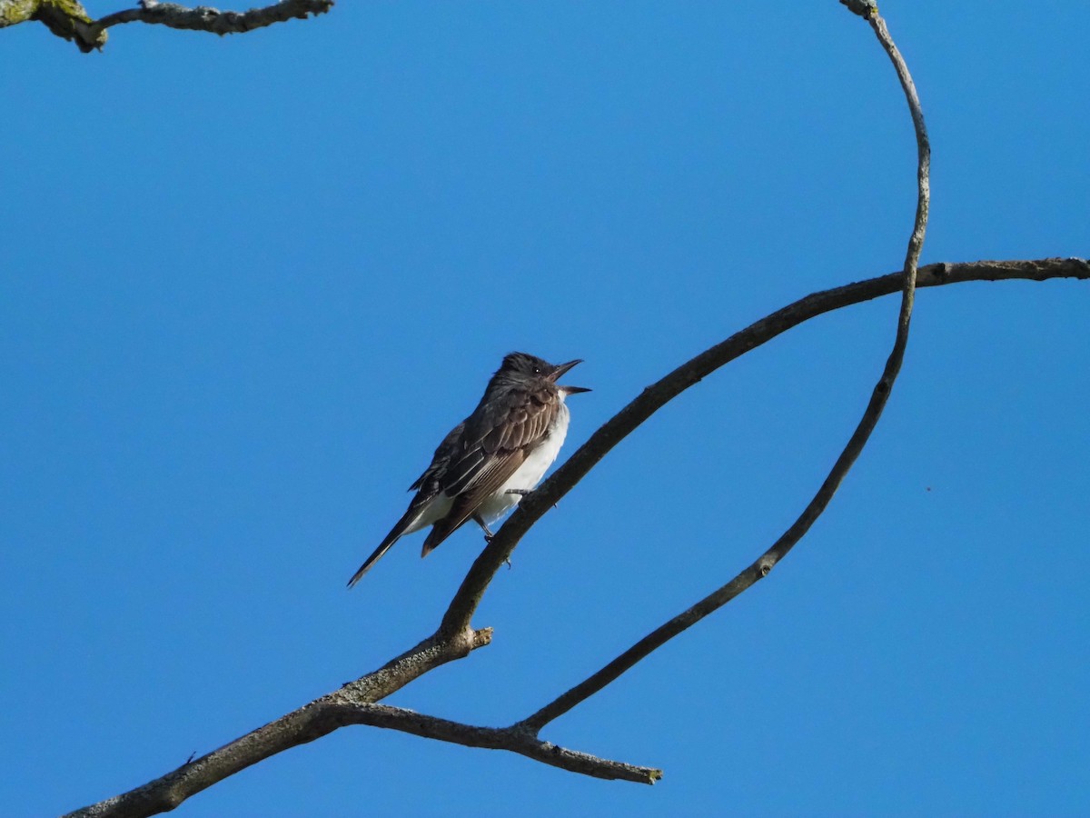 Eastern Kingbird - ML622508038