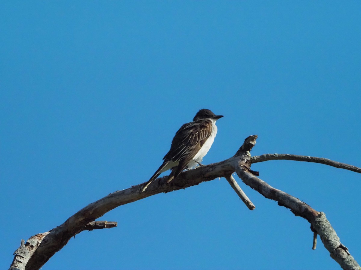 Eastern Kingbird - ML622508039