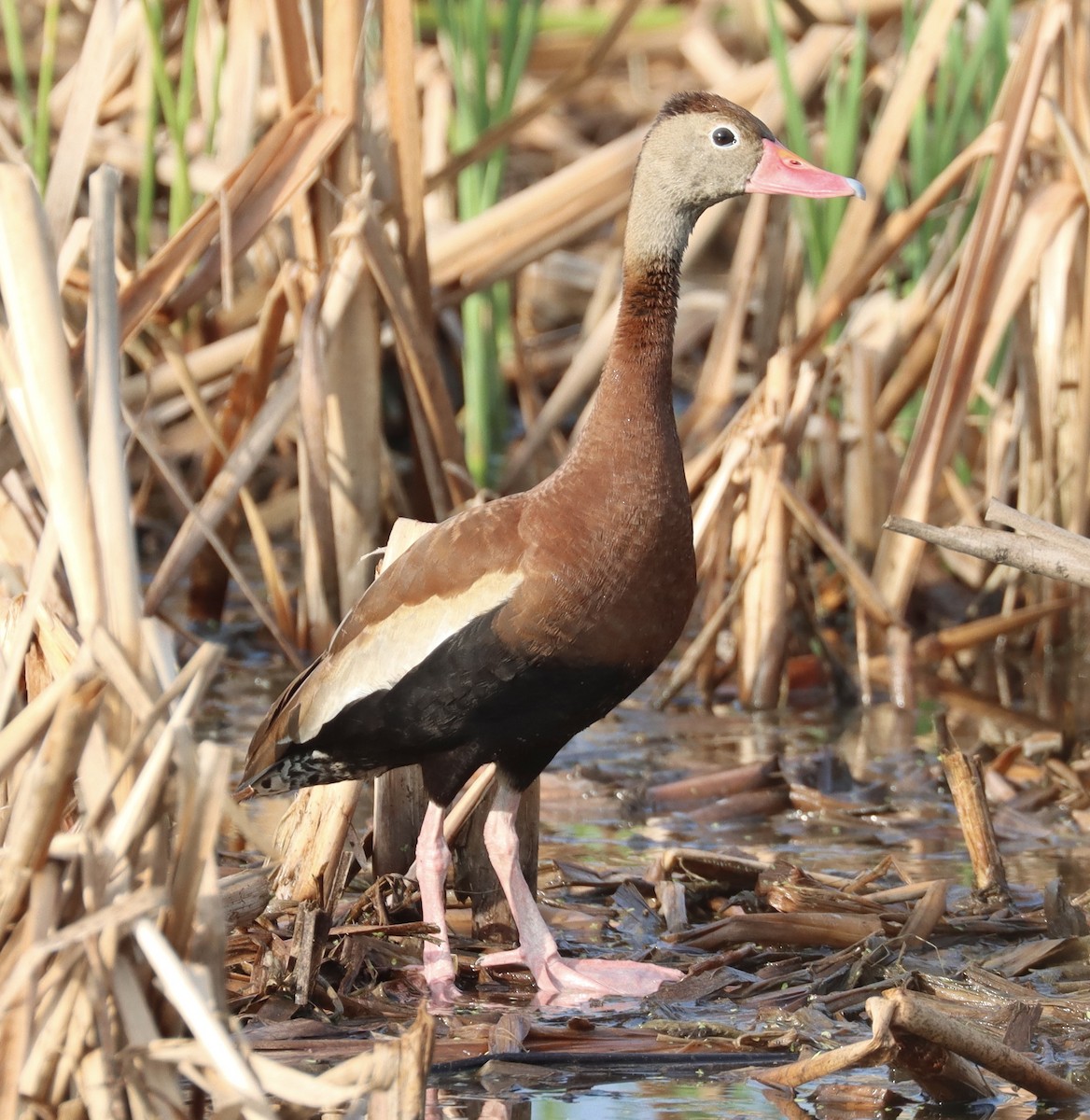 Black-bellied Whistling-Duck - ML622508046