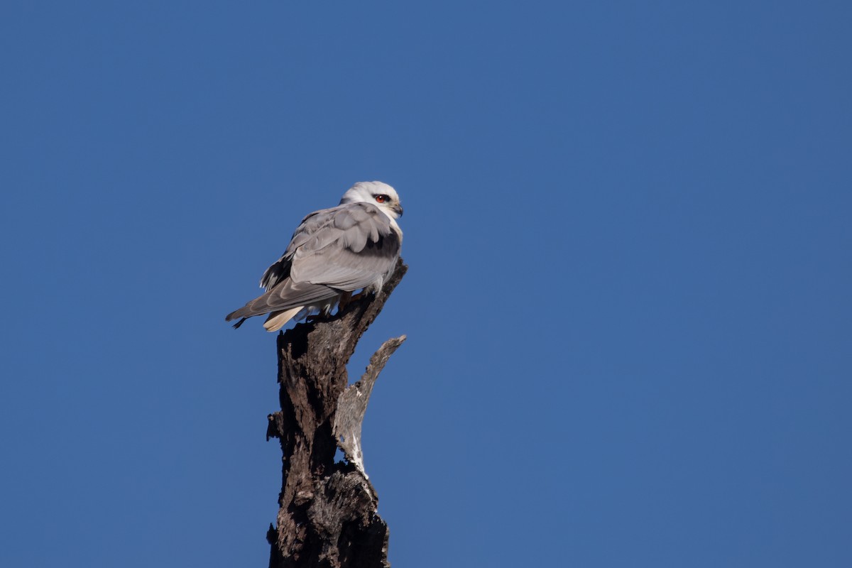 Black-shouldered Kite - ML622508048