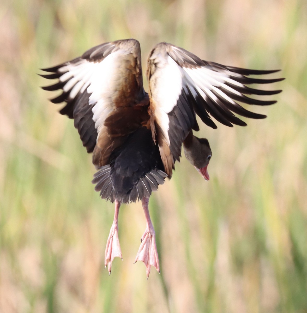 Black-bellied Whistling-Duck - ML622508050