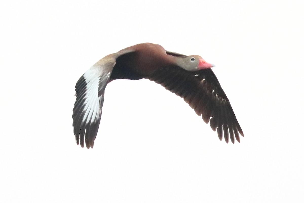 Black-bellied Whistling-Duck - ML622508054