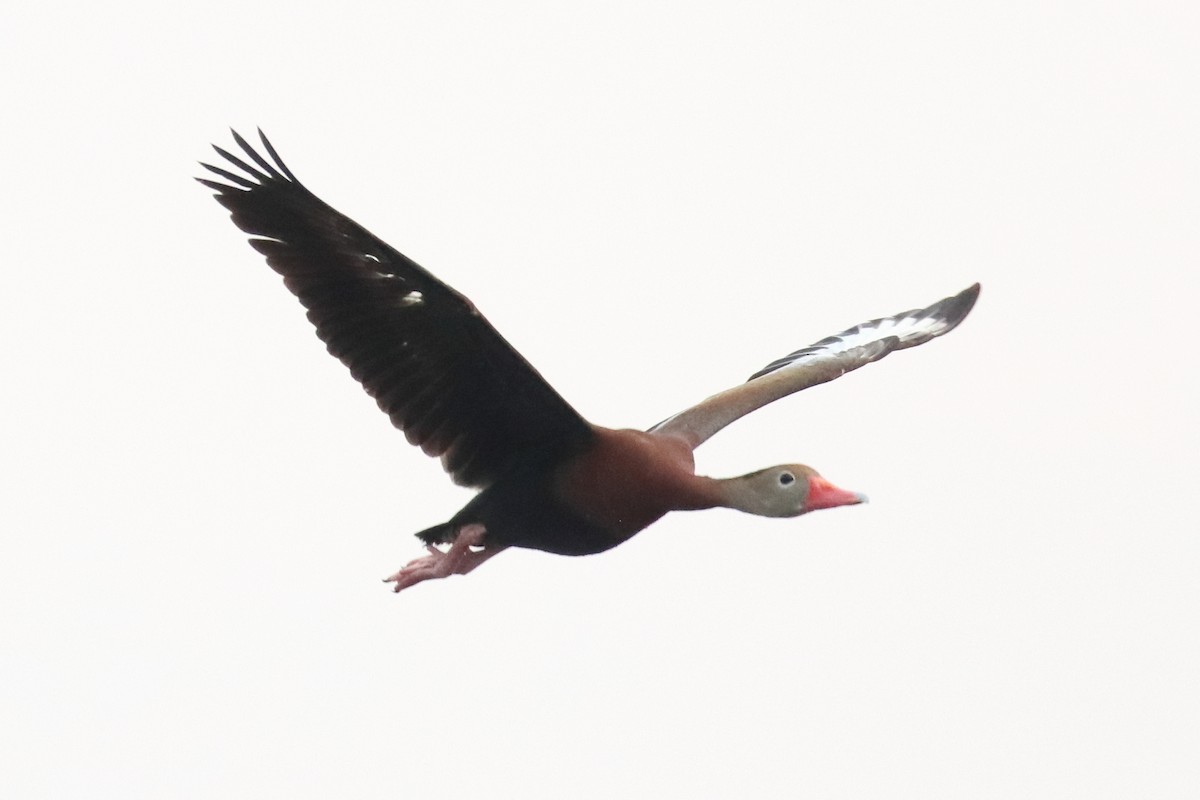 Black-bellied Whistling-Duck - Mark Ross