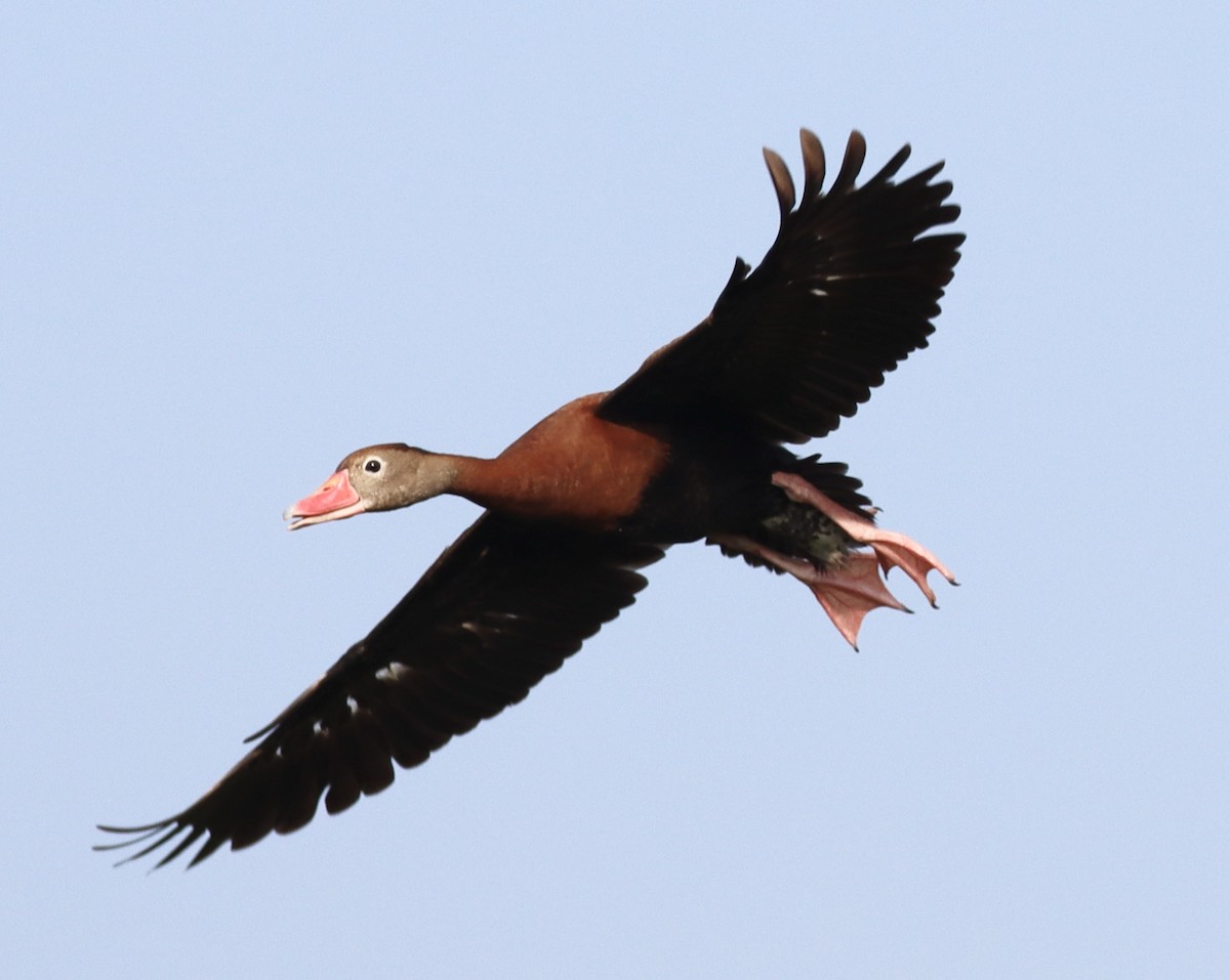 Black-bellied Whistling-Duck - Mark Ross