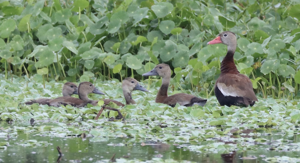 Black-bellied Whistling-Duck - ML622508062