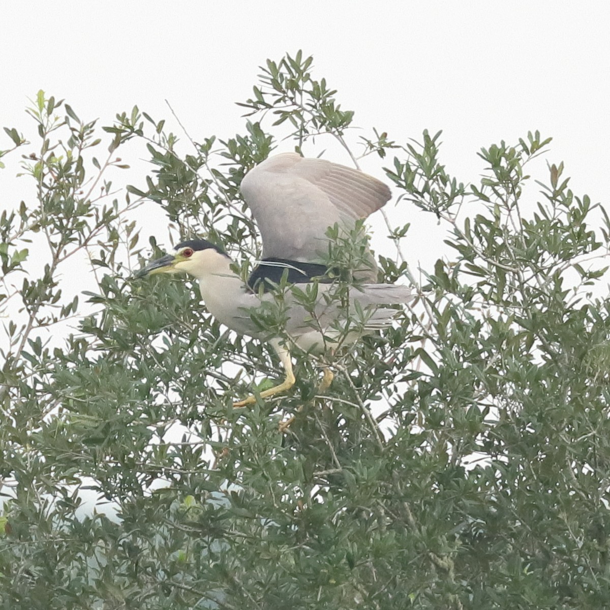 Black-crowned Night Heron - ML622508068