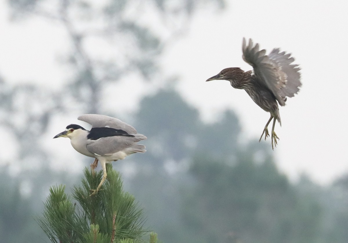 Black-crowned Night Heron - ML622508069