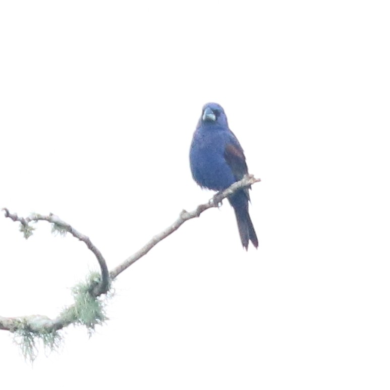 Blue Grosbeak - Mark Ross