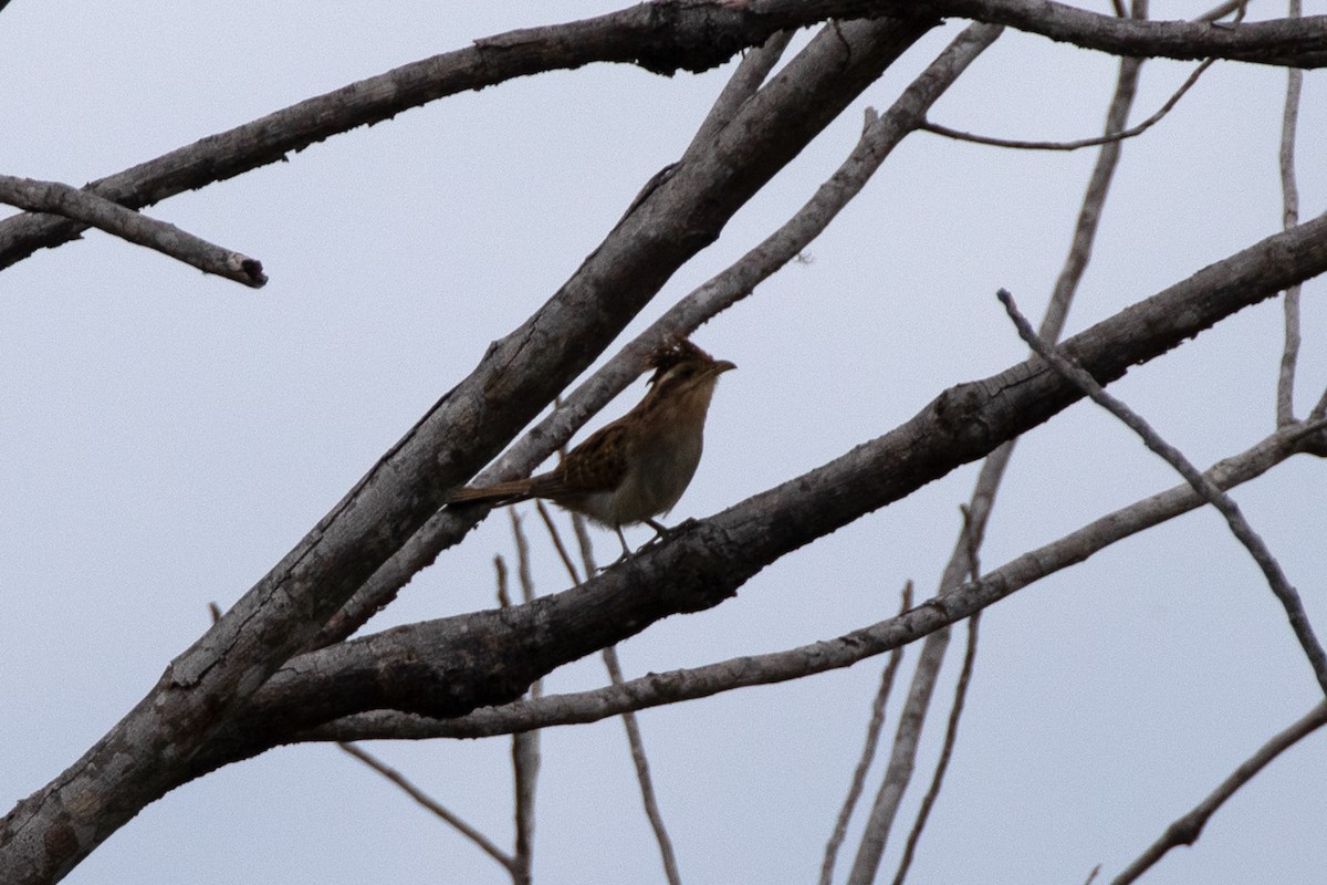 Striped Cuckoo - ML622508081